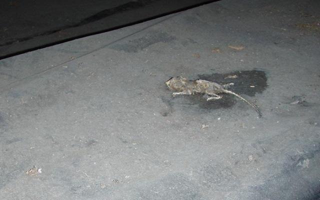 Solve the Mystery Lurking in Your Basement or Crawl Space