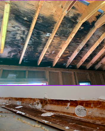 Mold Remediation in Bear Delaware – Get Rid of Mold Now Mold Remediation in Bear Delaware – Get Rid of Mold Now