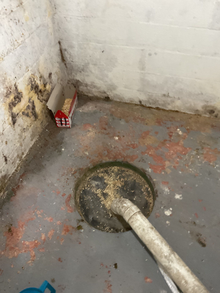 Understanding the Health Risks of a Damp Basement: Essential Insights on Basement Mold and Moisture Effects