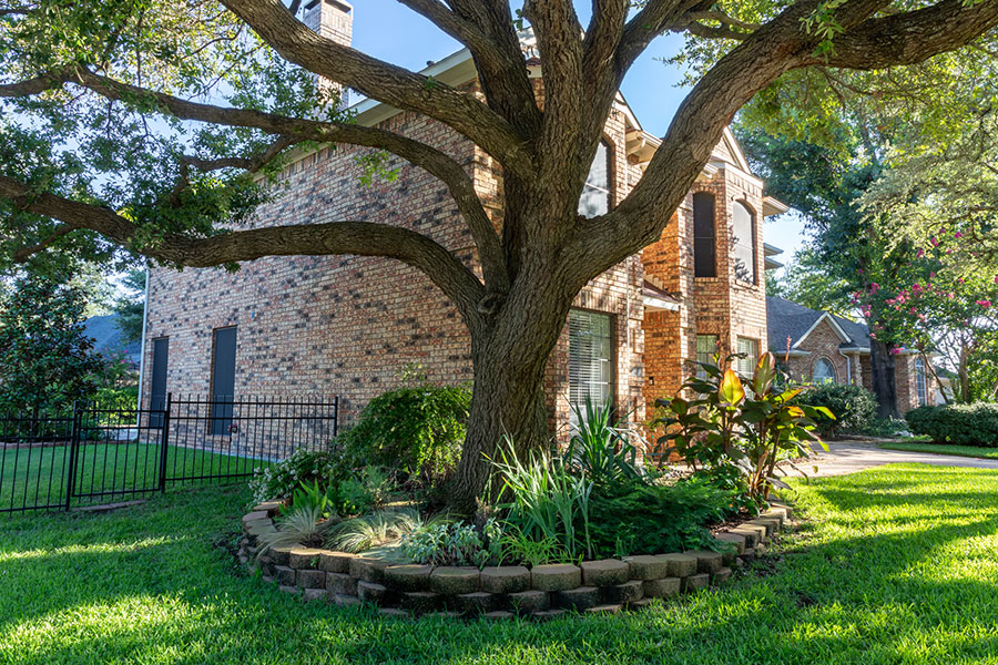 How Tree Roots Can Damage Your Home’s Foundation and What to Do About It How Tree Roots Can Damage Your Home’s Foundation and What to Do About It